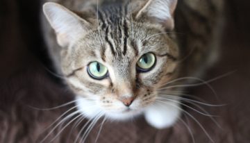 Lessons From a $30,000 Cat Scratch