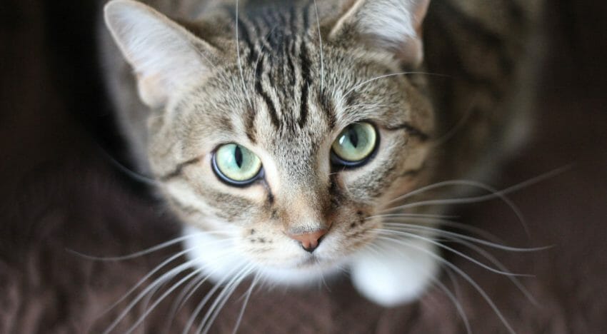 Lessons From a $30,000 Cat Scratch