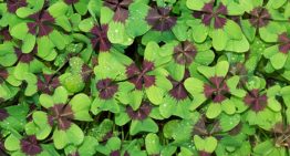 Do You Need Luck to Reach Financial Independence and Retire Early?