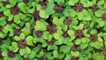 Do You Need Luck to Reach Financial Independence and Retire Early?