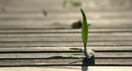 Index Fund Investing: It’s a Grower Not a Shower